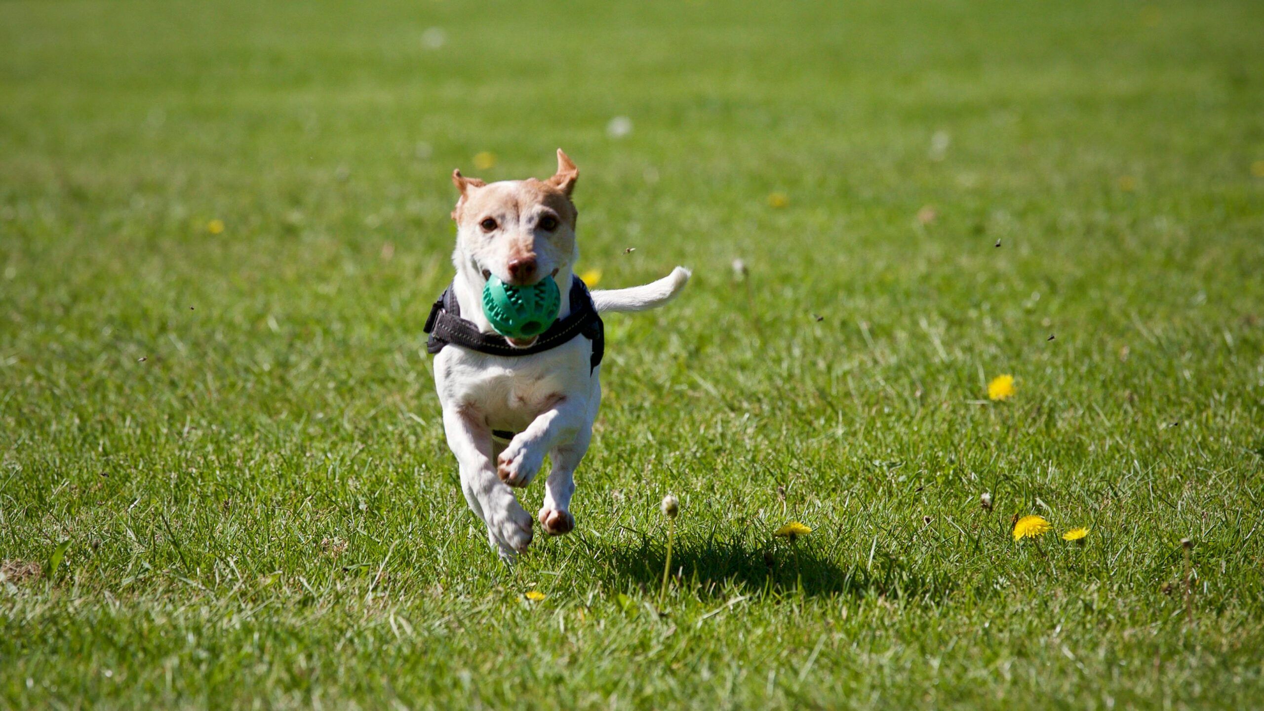 Small dog running on grass with a green ball in its mouth, wearing a harness on a sunny day.